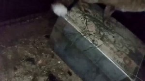 1289. Маркиза - дневник приручения дикой лисы, ест яйцо, мясо, гладится, заходит кот и всё доедает.