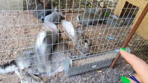 Миксоматоз после вакцинации. Прививка молодняка. Есть ли будущее у наших кроликов?!