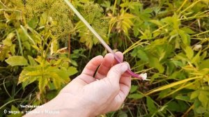 КАК ВЫГЛЯДИТ СНЫТЬ ОБЫКНОВЕННАЯ лекарственные травы