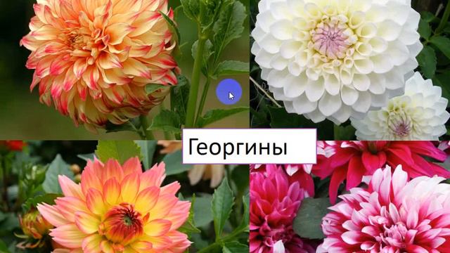 Выращивание цветов в теплице