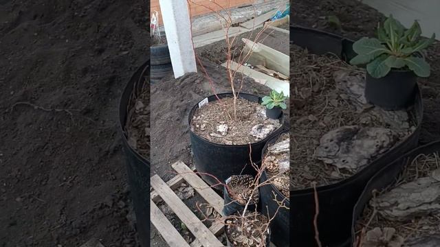 Мой небольшой палисадник) Всё делала из подручного материала ❤ смотреть онлайн