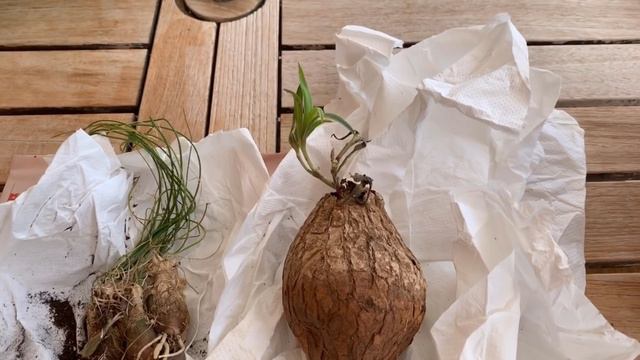 Распаковка посылки с новыми растениями. смотреть онлайн