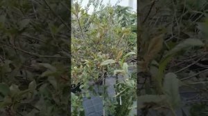 Фотиния вечнозелёные кустарник. посадка и уход