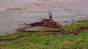 Драйзам. Наводнение. 2 и 3 день. Dreisam. Hochwasser. Tag 2 und 3