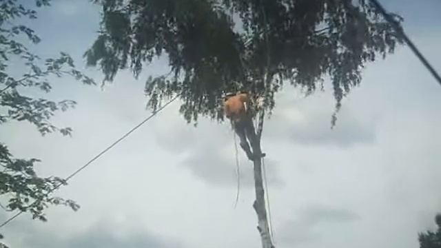 S8300396 КАК СПИЛИЛИ СОРОКАЛЕТНИЕ БЕРЁЗЫ, смотреть онлайн