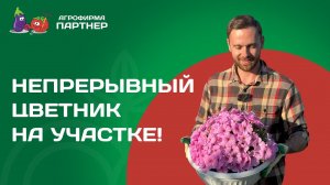 ВЫСАДКА ПЕТУНИЙ НА МЕСТО ТЮЛЬПАНОВ