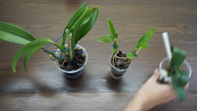 ОРХИДЕИ - ПОДАРКИ от ПОДПИСЧИЦ :) смотреть онлайн