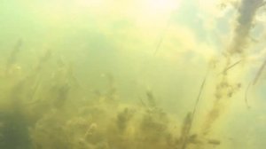 Подводная охота на Амура. Мой  первый трофей 12кг!