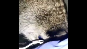 Лучшие приколы с Енотами / Еноты РУЛЯТ /  #смешное видео #енот #еноты2