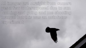 Sony We have A Problem Sony A7riv + 200 600 mm f5 6 6 3 G lens (autofocus)