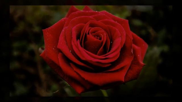 Красивые Розы на параде цветов! Отдых среди самых красивых роз (Крым) Никитский Ботанический  Сад!