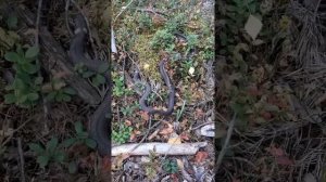 В лесу полно змей. 27 сентября Сдвижение - церковный праздник,считается последним днем бабьего лета