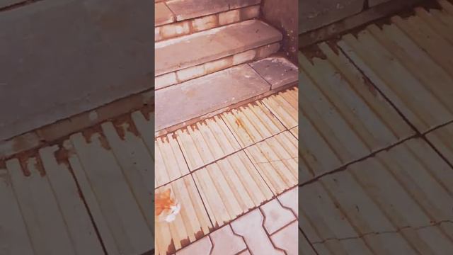 Срочное видео про катенка подбросили катенка смотреть онлайн