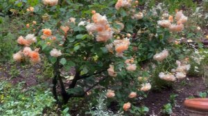 Hybrid musk rose - Buff Beauty