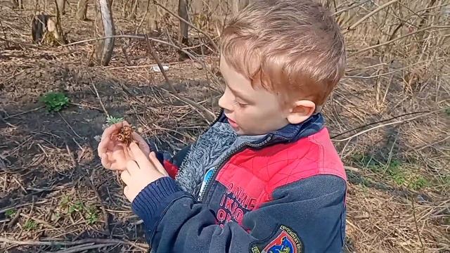 Удивительные грибы-чаша Эльфов.Куда их употребляют? смотреть онлайн