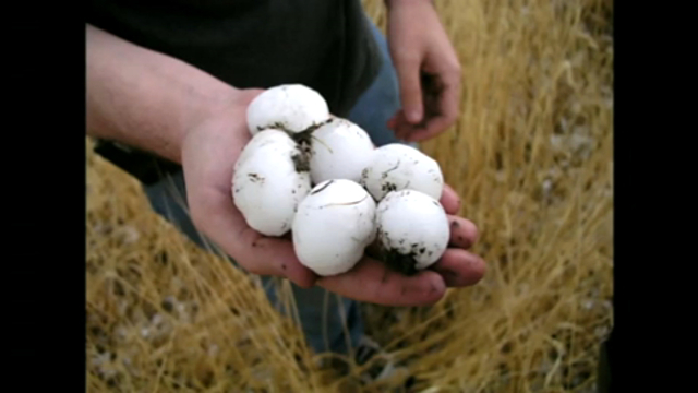 ЯЙЦЕГРАД!  смотреть онлайн
