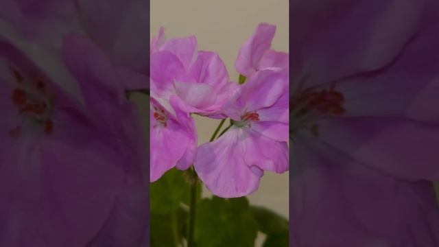 Pelargonium PAC Blue Wonder / Пеларгония ПАК Блю Вандер / первое цветение зимой, цвет 2022 very per