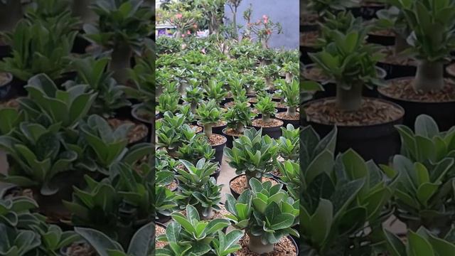 Adenium Arabicum Plants. Obesum. Desert Rose Bonsai.