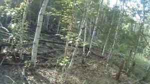 Провал земли в лесу с ВЫВАЛОМ деревьев