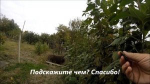 Чай из топинамбура. Сбор и заготовка сырья, рецепты заварки.