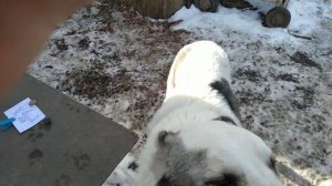 СОБАКА РАЗГОВАРИВАЕТ / Самые умные собаки в мире / Алабай или САО