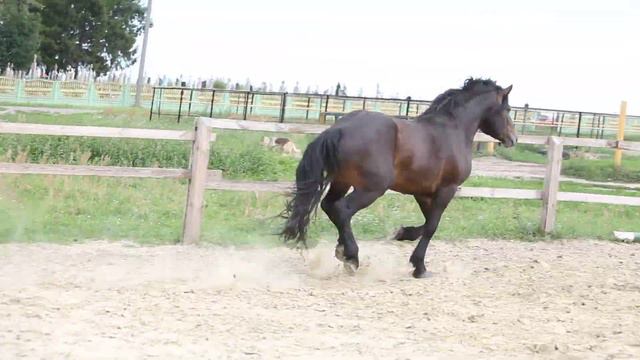 Сармат (Свекра - Митрофан) смотреть онлайн