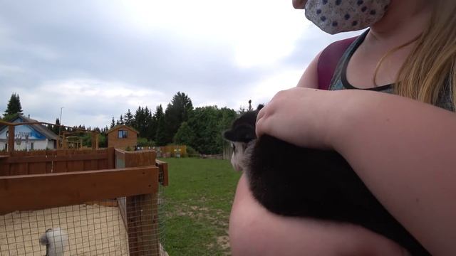 Первое Знакомство с Нашим Щеночком. Питомник Сибирских Хаски. Клан Симурана. Ижевск 2020. Husky