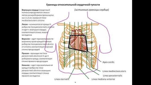 Топография сердца