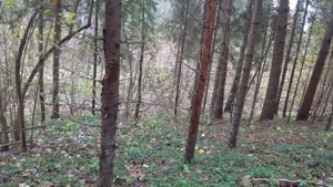 Охота с Русскими гончими на зайца 24 10 23