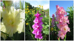 ГЛАДИОЛУСЫ. Осенняя выкопка и хранение клубнелуковиц // How To Store Gladiolus For The Winter