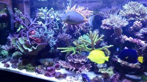 My reef tank 04.13_1
