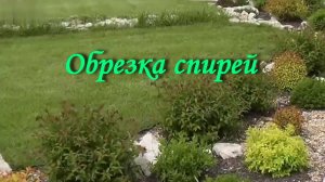 Обрезка спирей