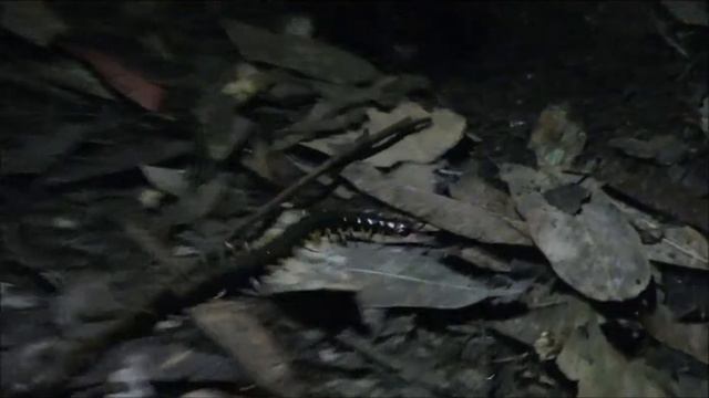 Крэзи Ози, Выпуск Третий, Конопатая Сколопендра смотреть онлайн