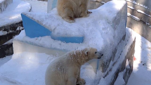 Герда с Ростиком промышляют на острове-2. 04.03.2017 смотреть онлайн