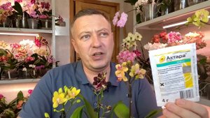 цветы орхидеи СЪЕДАЮТ ТРИПСЫ / почему Оберон и Актара не справляются / защита цветущих орхидей