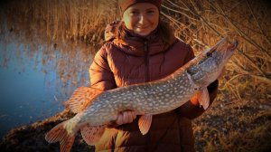 Дайте моей жене раттлин и она не останется без щуки))
