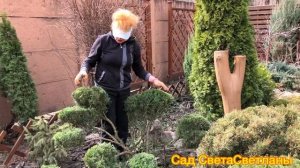 Можжевельник в 10 Раз Дороже.Формируем сами.Садовые Ниваки своими руками.Когда начинать и как ?