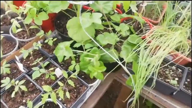 Спасаем фуксию от белокрылки!день сурка.. Рассада! смотреть онлайн