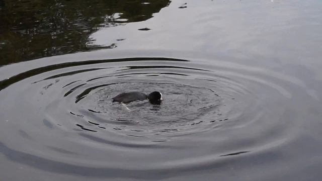 Sony Alpha 3000 Coot FullHD Video смотреть онлайн