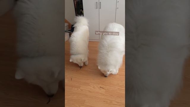Who needs a race when we can enjoy these treats together?" 🥰🐾 #samoyed #dog #cute #happiness