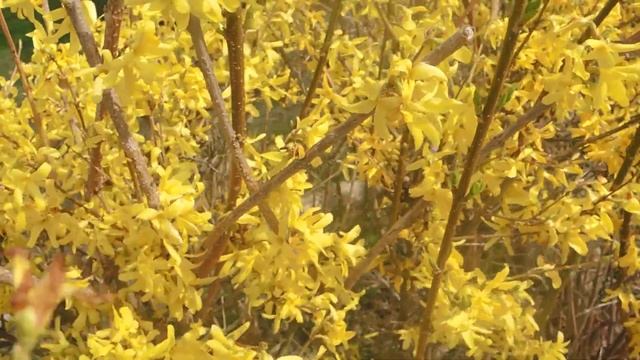 Forsythia suspensa 210421 смотреть онлайн