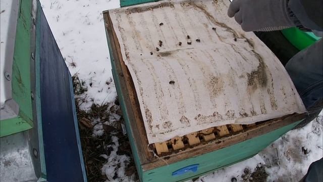 Клубы у задних стенок. Нозематоз расплод. Кормежка пчел.