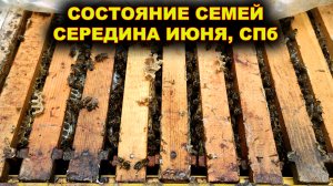 Состояние семей. Середина июня 2022г. г.Санкт - Петербург.