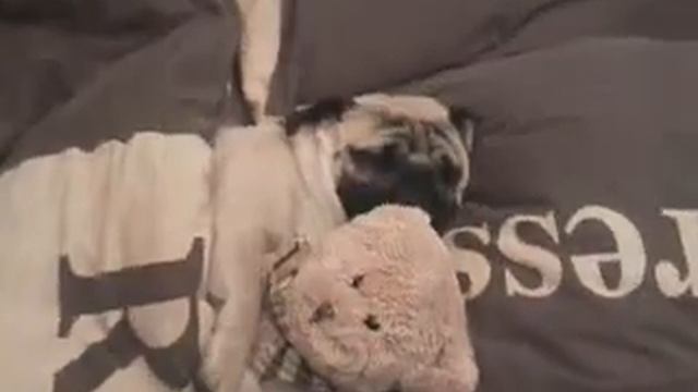 Мопсик спит... смотреть онлайн