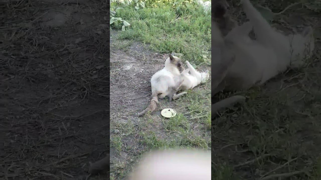 котята 23 июля смотреть онлайн