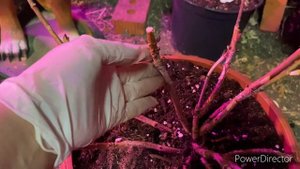 Когда пересаживать крупнолистную гортензию