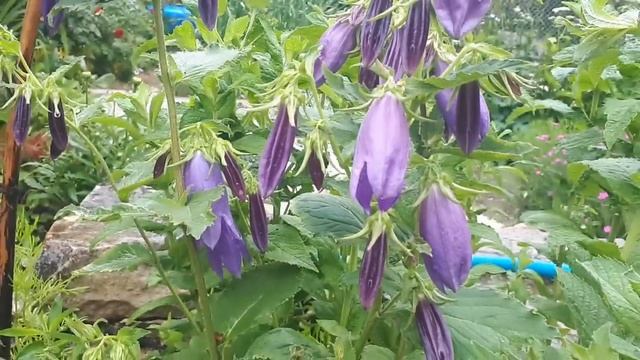 Клематис Жакмана! Новый забор, планы и идея с фонтаном! смотреть онлайн