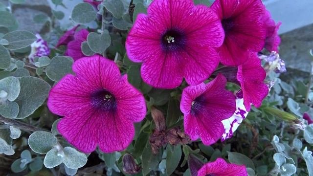 Petunia Juss.
