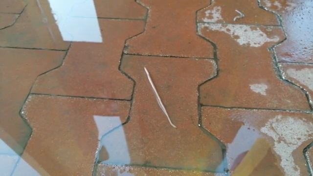 Дождевой червь!!!