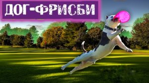 Дог-фрисби